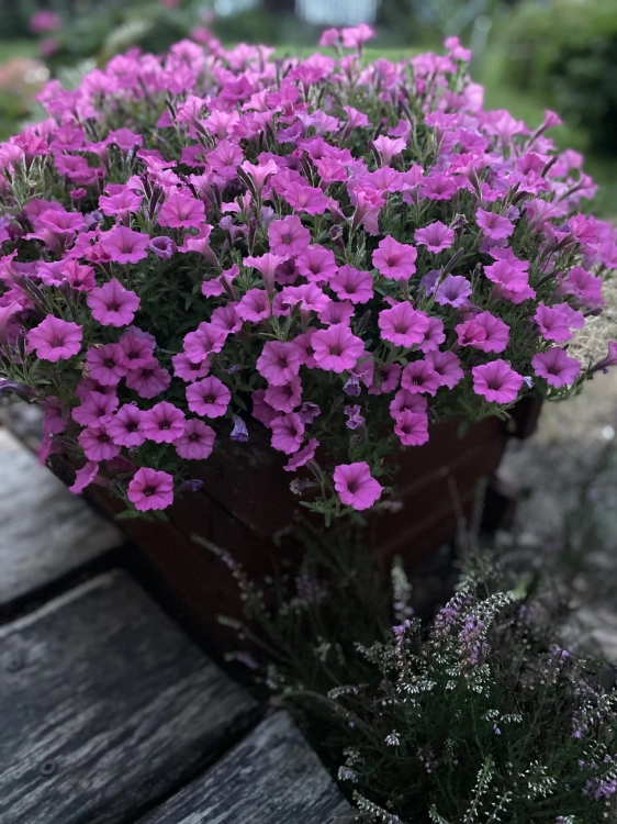 IMG_2876.jpeg