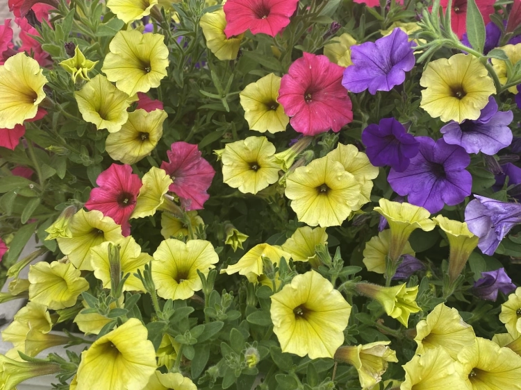 IMG_2689.jpeg