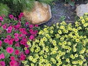 IMG_2773.jpeg