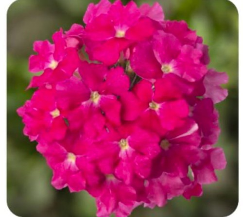 IMG_4172.jpeg