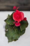 IMG_4198.jpeg