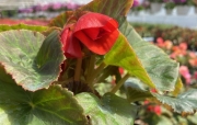 IMG_2560.jpg