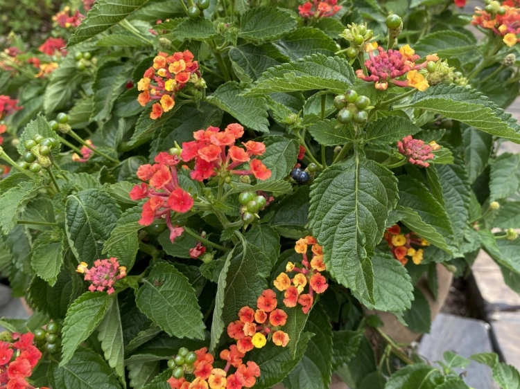 IMG_3182.jpeg