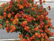 IMG_1609.jpeg