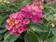 IMG_3178.jpeg