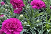 IMG_2460.jpeg