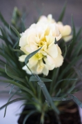 IMG_4063.jpeg