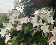 IMG_1923.jpeg