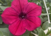 IMG_4480.jpeg