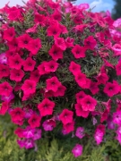 IMG_5346.jpeg