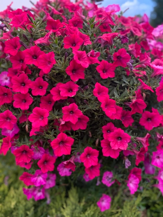 IMG_5346.jpeg