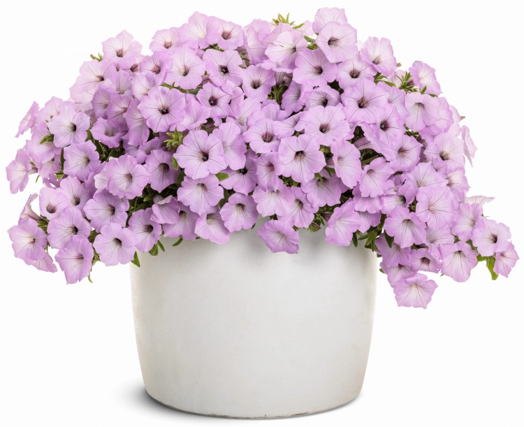 Supertunia VISTA Cool Jazz_1donica.jpg