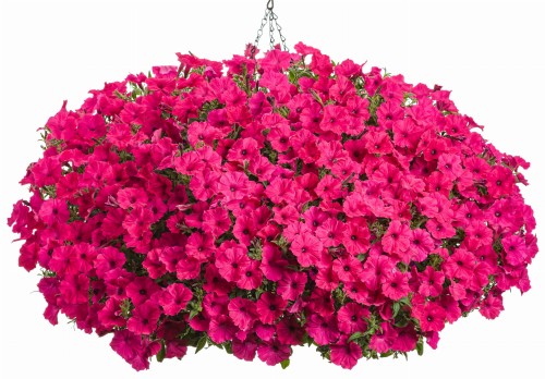 Supertunia Vista Fuchsia_kosz.jpg