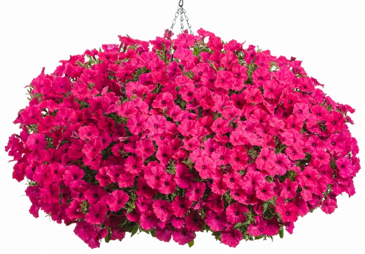 Supertunia Vista Fuchsia_kosz.jpg