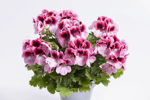 IMG_5377.png