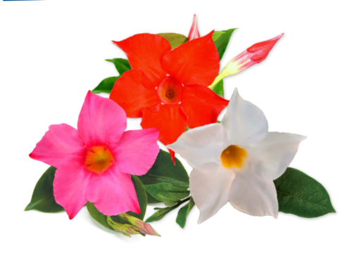 IMG_5391.png