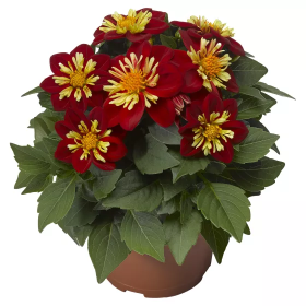 IMG_5401.png