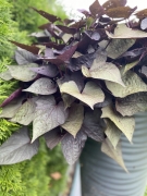 IMG_3186.jpeg