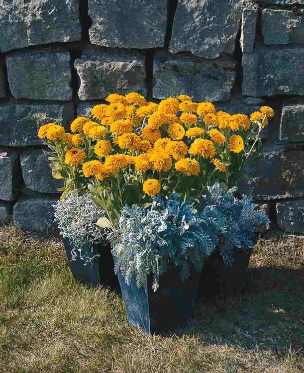 rudbeckia_hirta_maya5.jpg