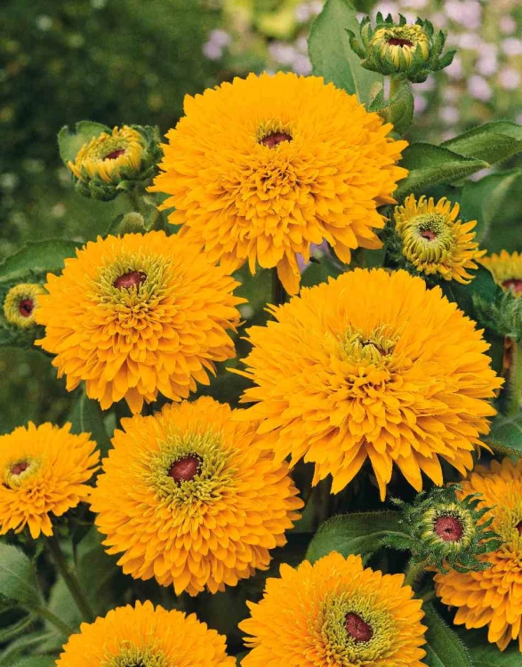 rudbeckia_hirta_maya1.jpg