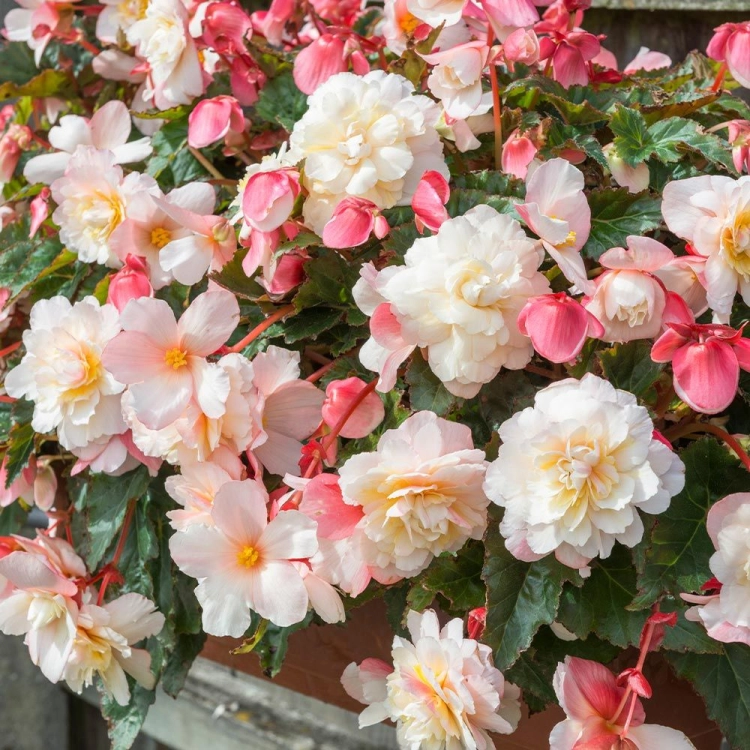 blossom2.jpg