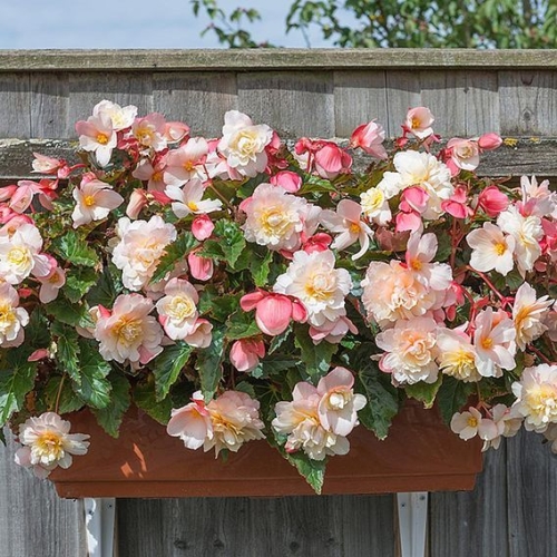 blossom.jpg