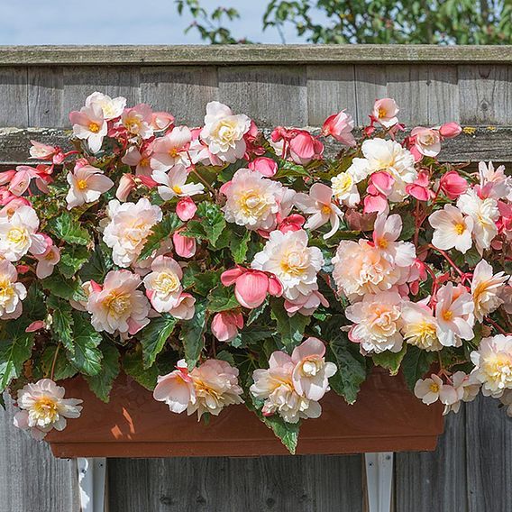 blossom.jpg